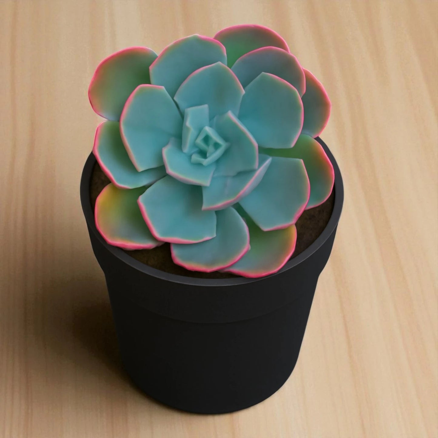 Echeveria Blue Sky (Bare Rooted)