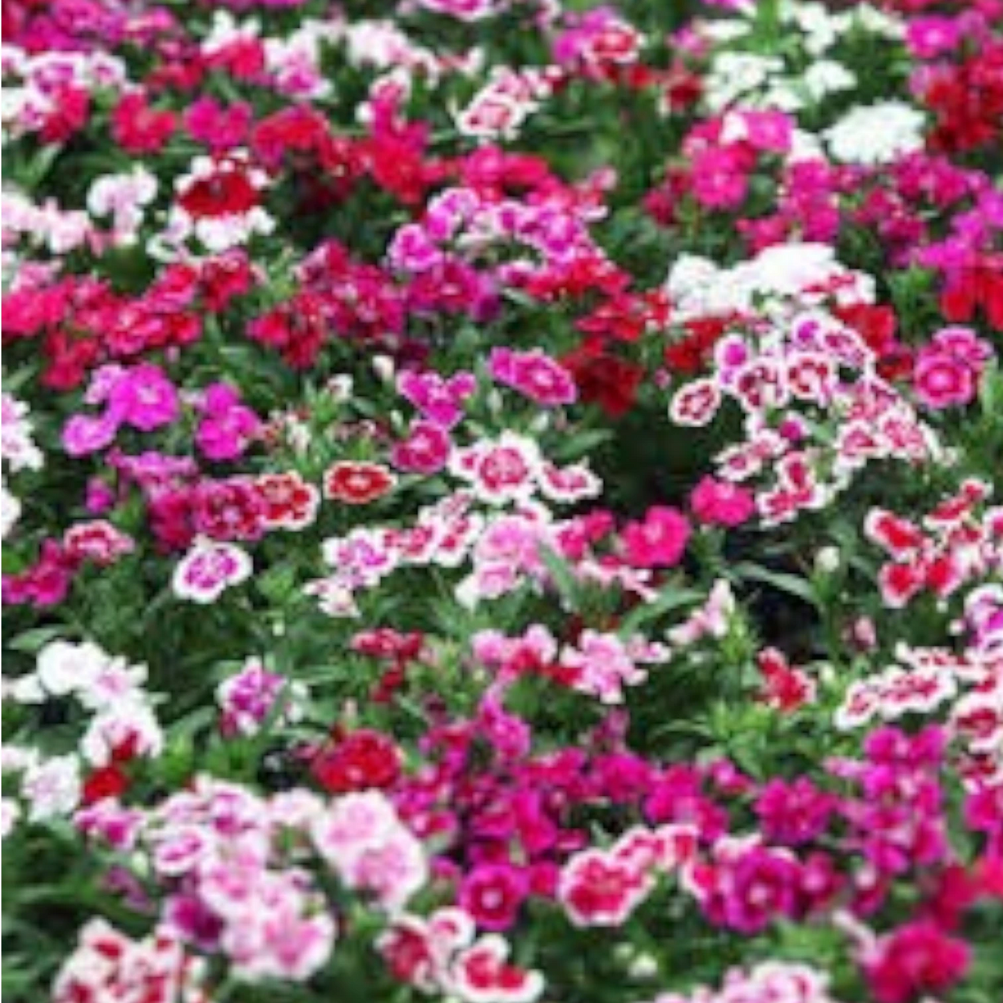 Dianthus Mixed Seed