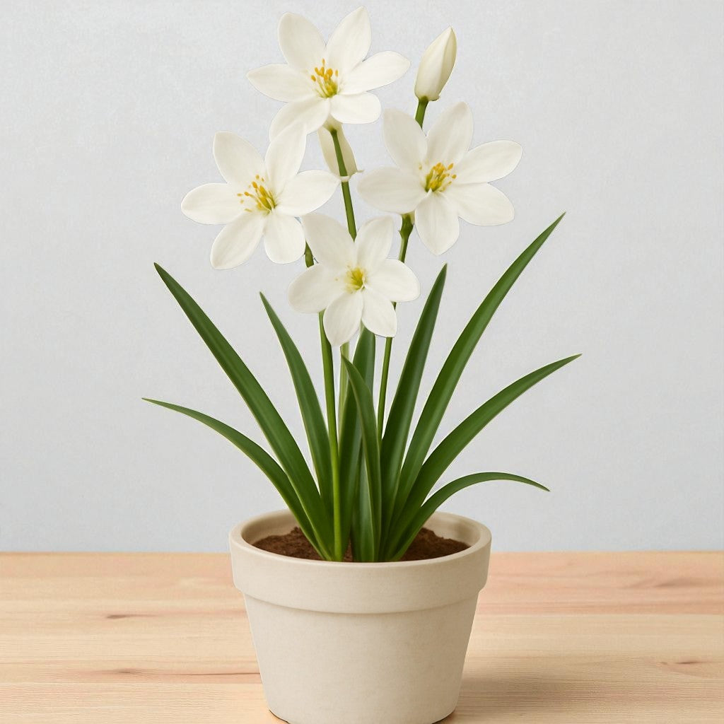 Tritonia White Bulbs