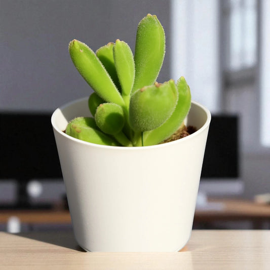 Cotyledon Tomentosa (Bare Rooted)