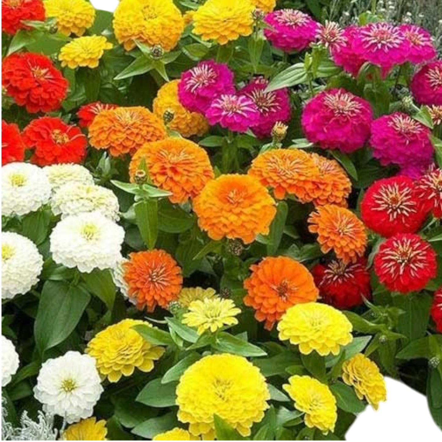 ZINNIA DAHLIA MIX HYBRID SEEDS (20-25 seeds)