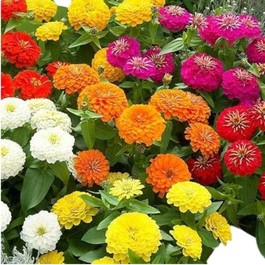 ZINNIA DAHLIA MIX HYBRID SEEDS (20-25 seeds)