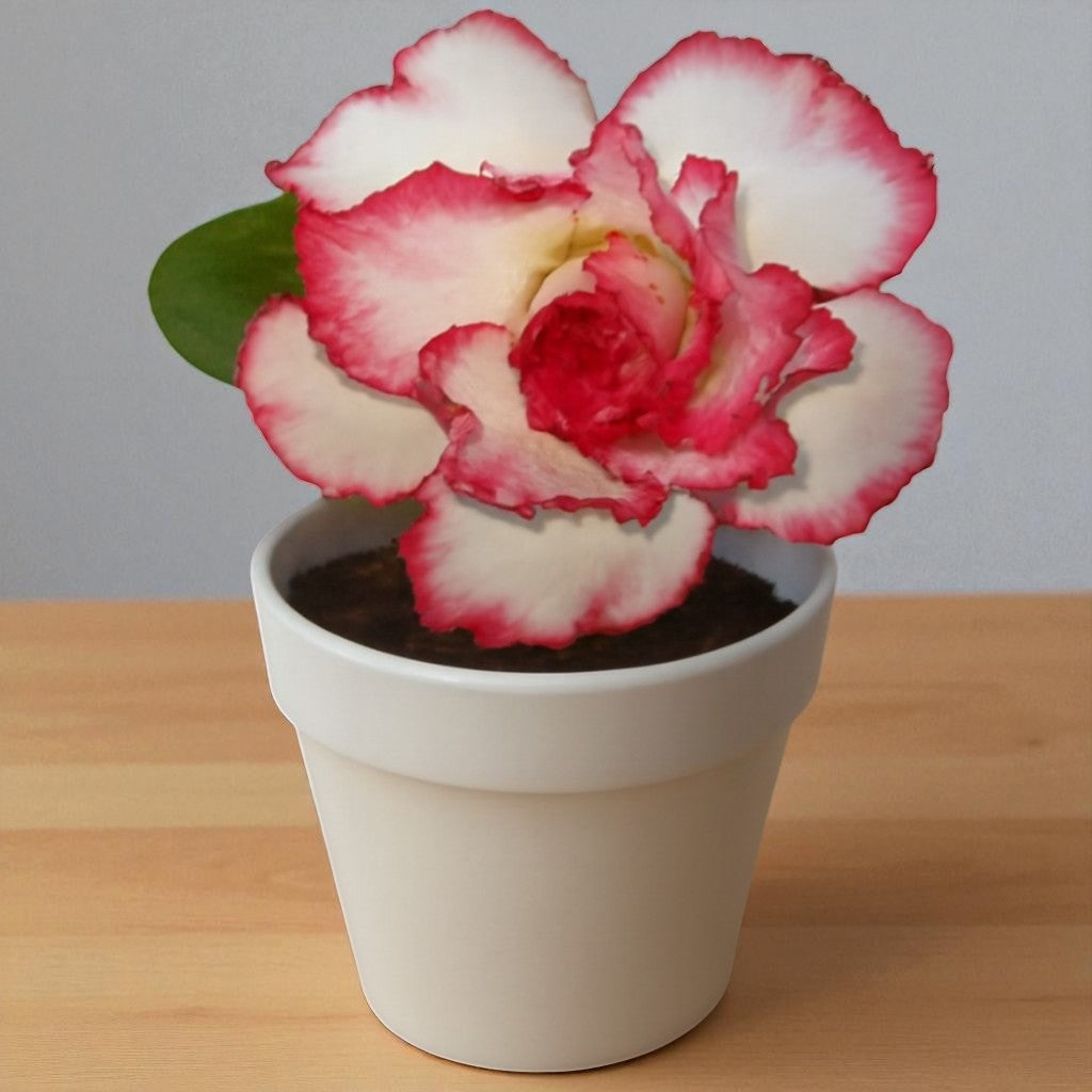 Adenium R72