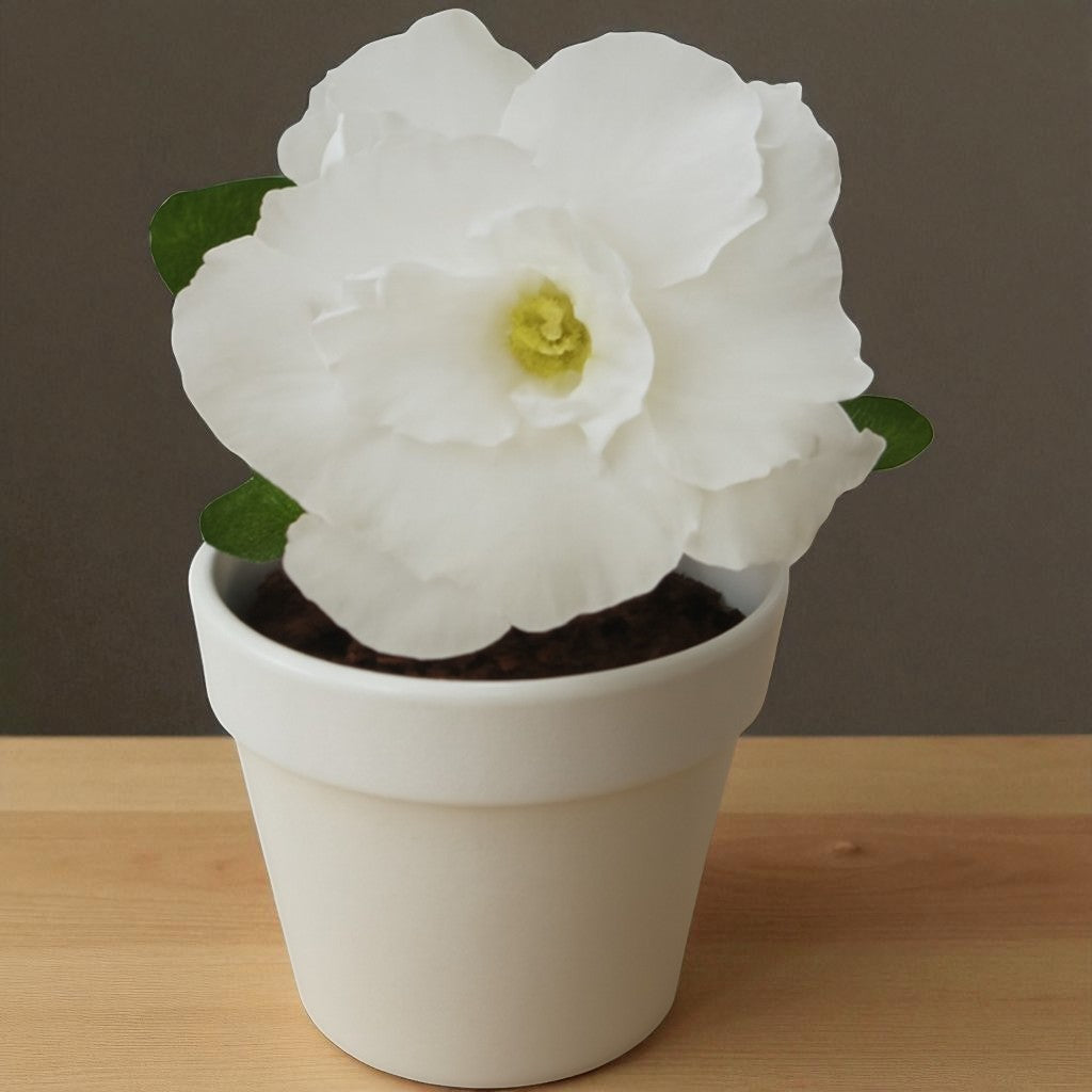 Adenium R73