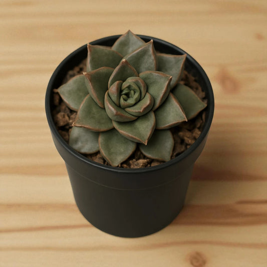 Echeveria Dionyosis (Bare Rooted)