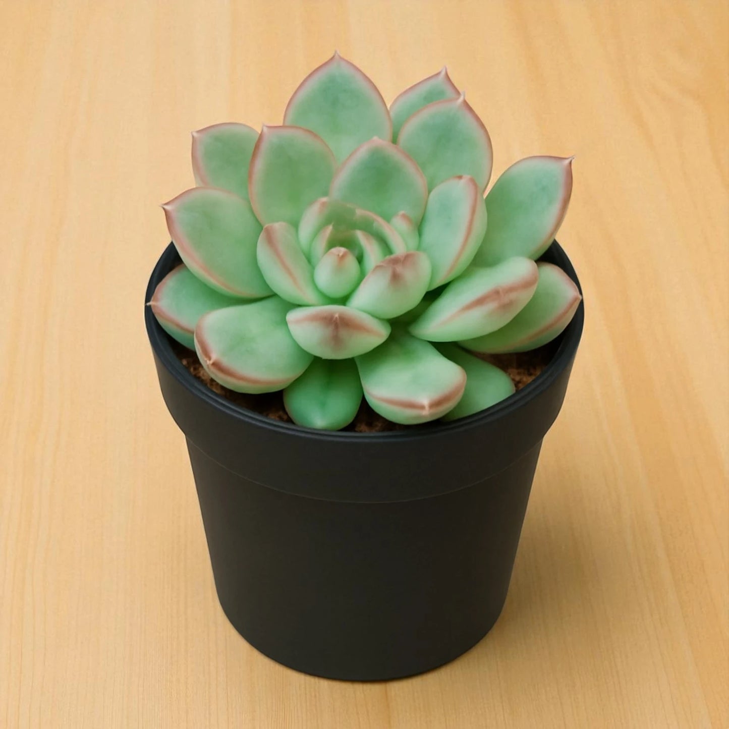 Echeveria Pulidonis (Bare Rooted)