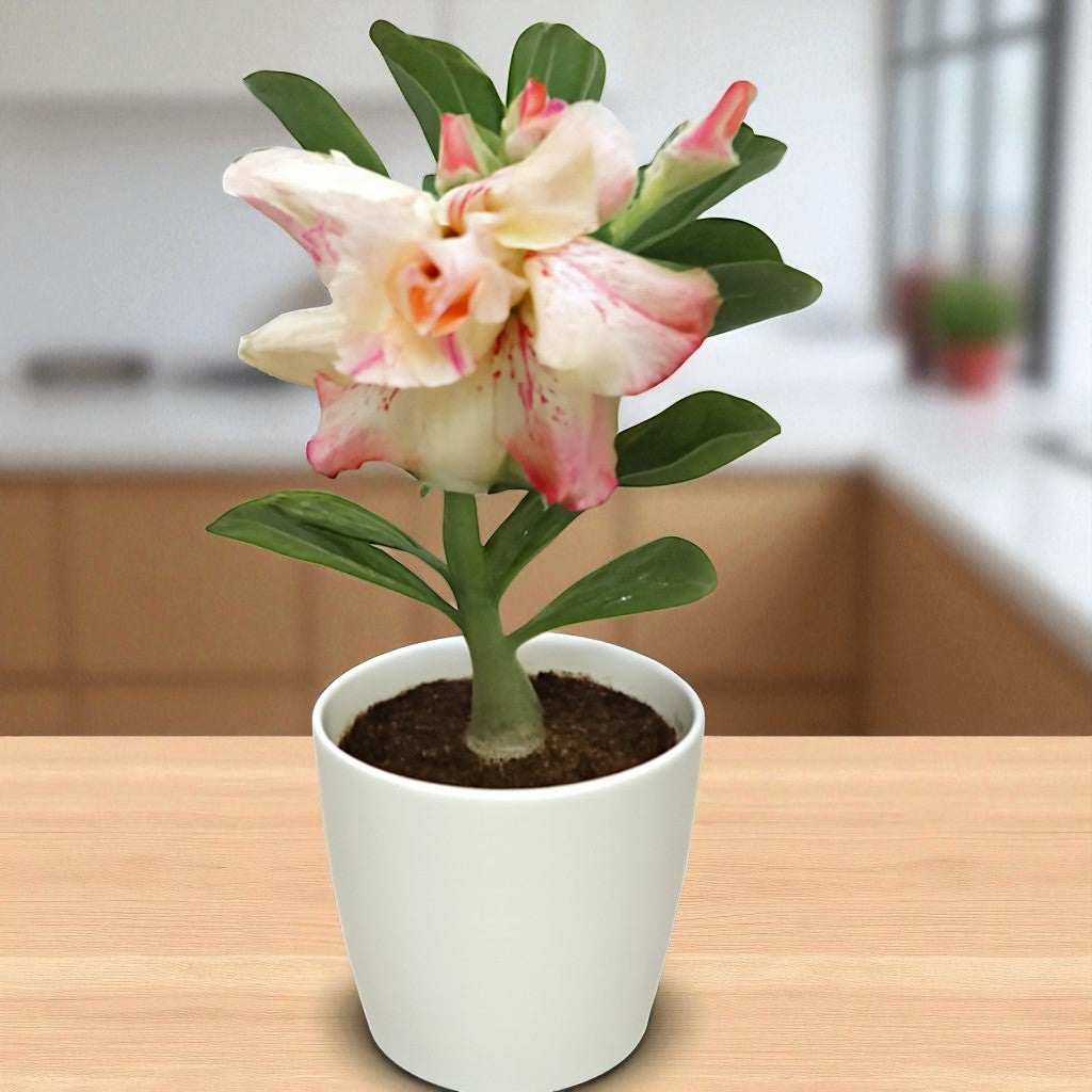 Adenium R75