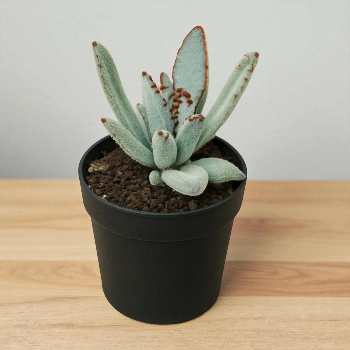 Kalanchoe Tomentosa (BARE ROOTED)