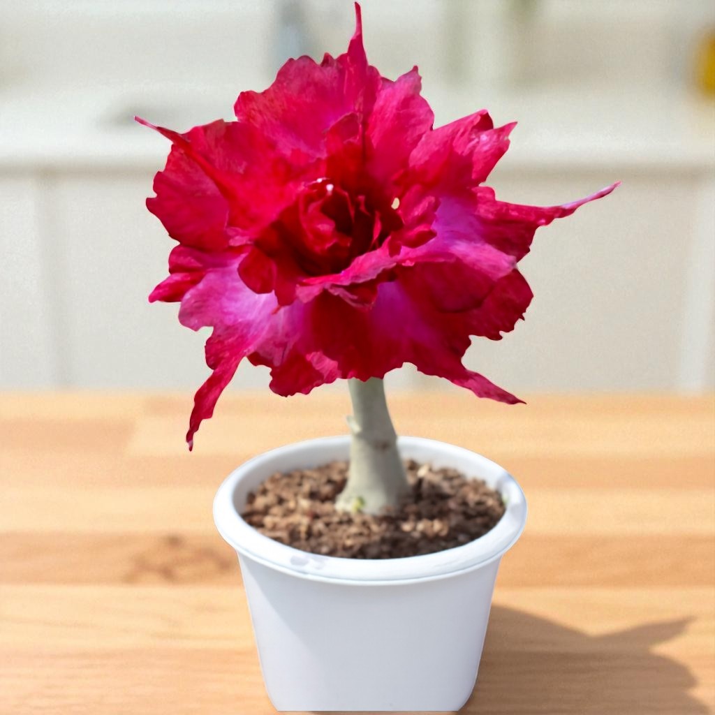 Adenium R81