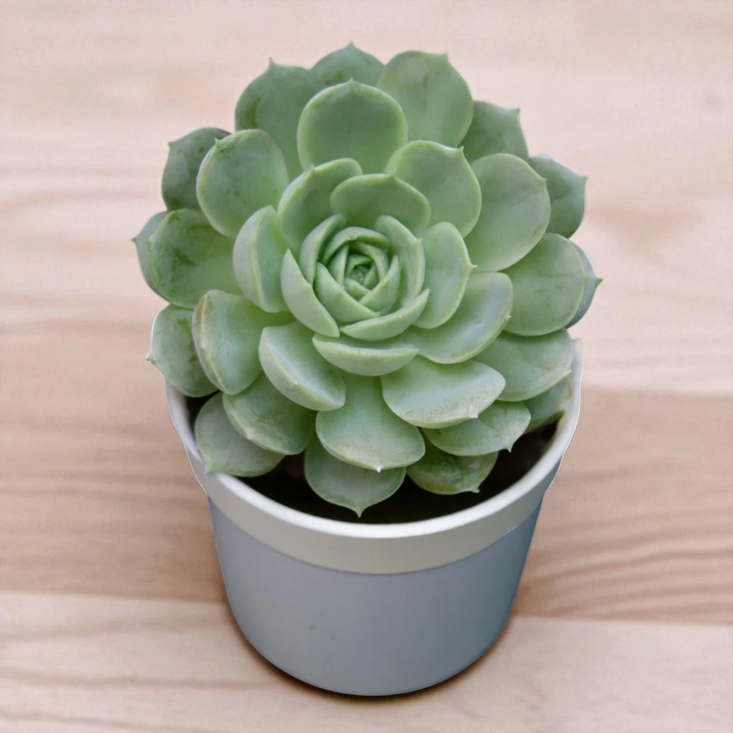 ECHEVERIA ON SLOW (BARE ROOTED)