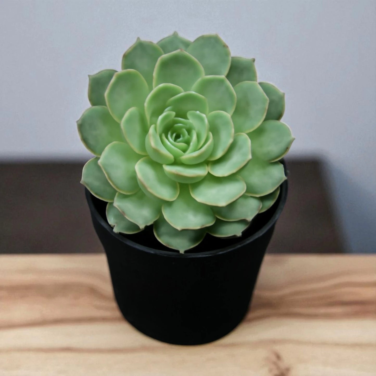 ECHEVERIA ON SLOW (BARE ROOTED)