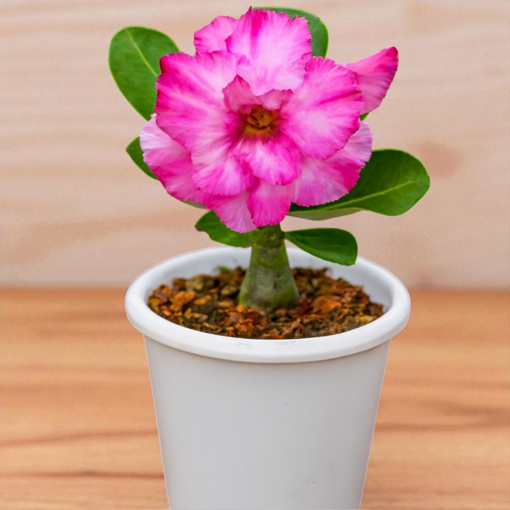 Adenium R84