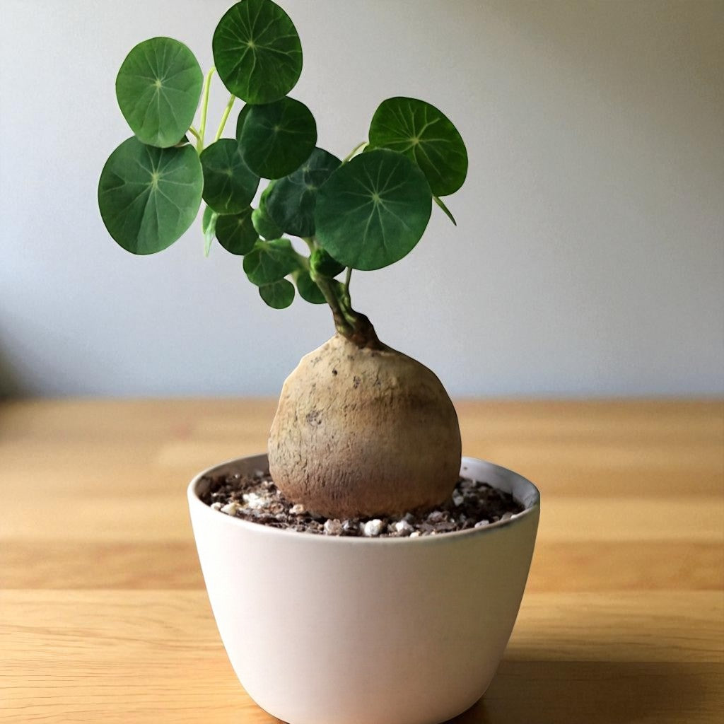 Stephania Erecta Bulb