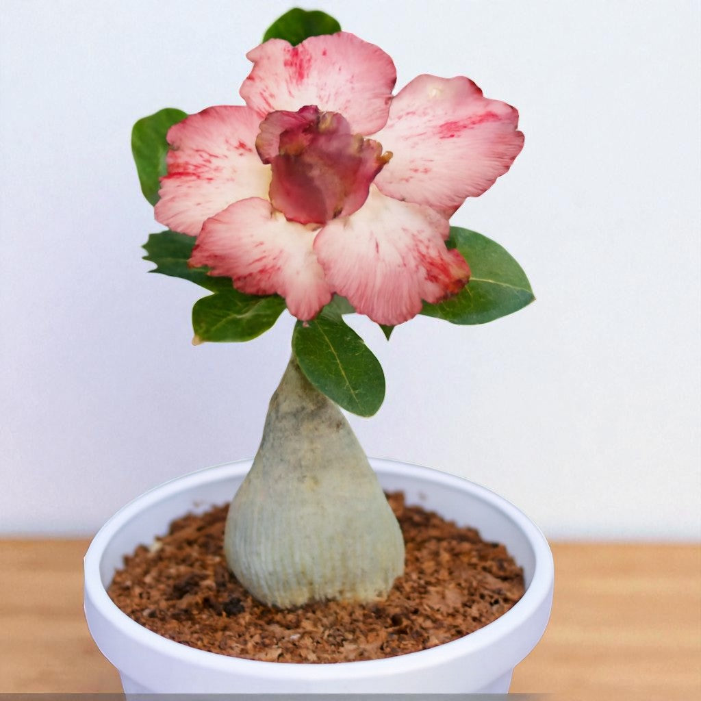 Adenium R88