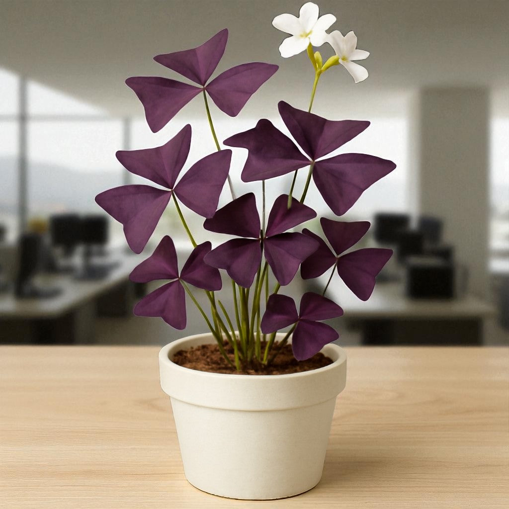 Oxalis Triangularis Purple Bulb