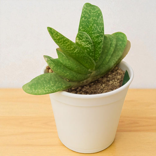 Gastaria (Bare Rooted)