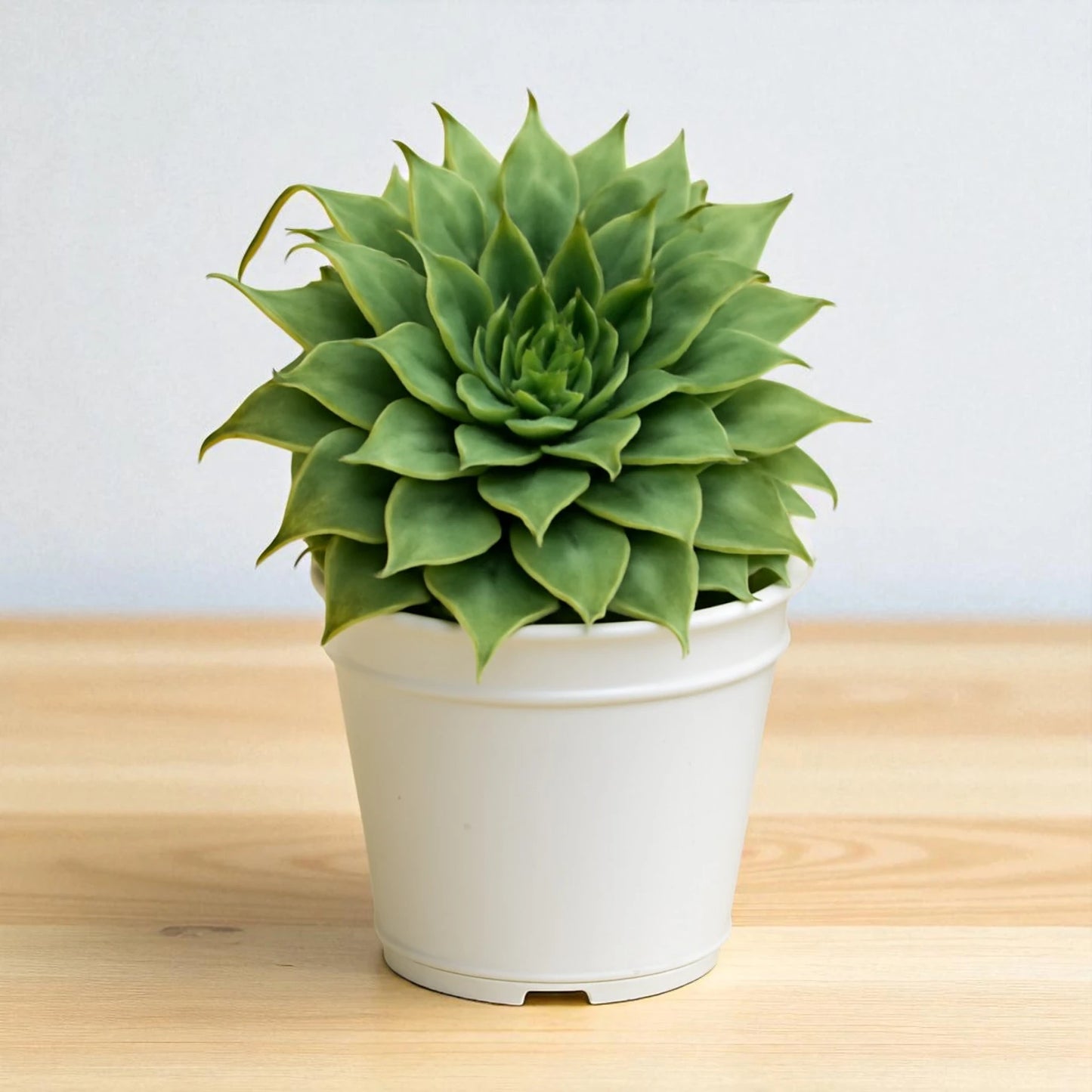 Graptoveria 'Silver Star' (Bare Rooted)