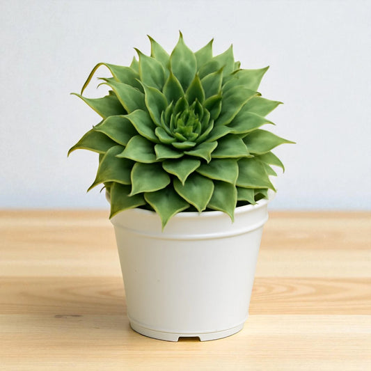 Graptoveria 'Silver Star' (Bare Rooted)