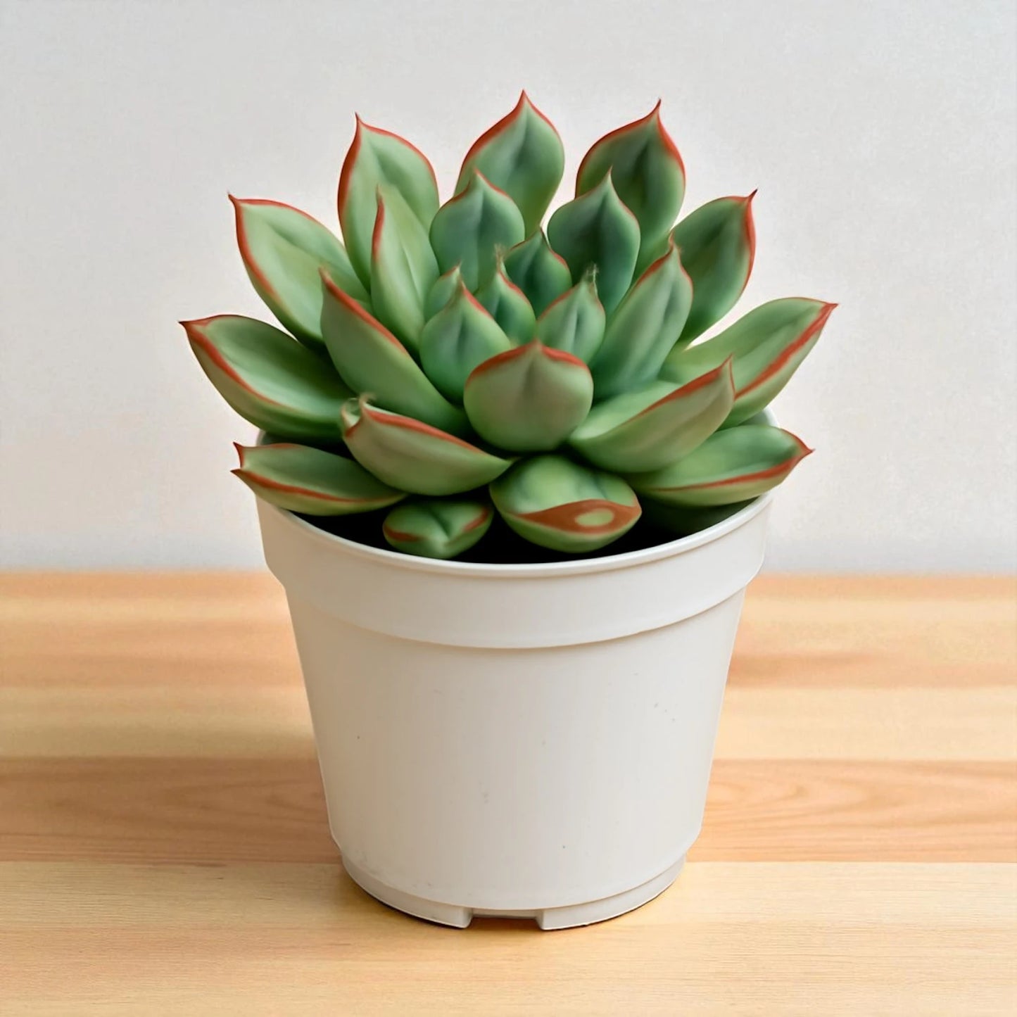Echeveria pulidonis (Bare Rooted)