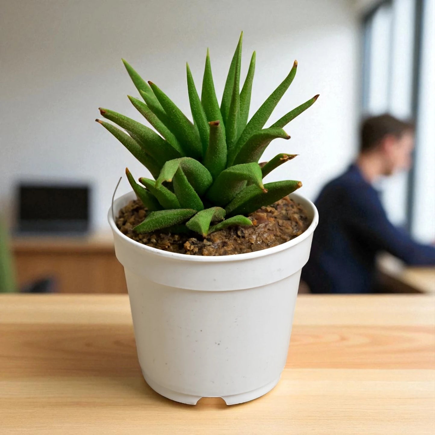 Haworthia atteunata (Bare Rooted)