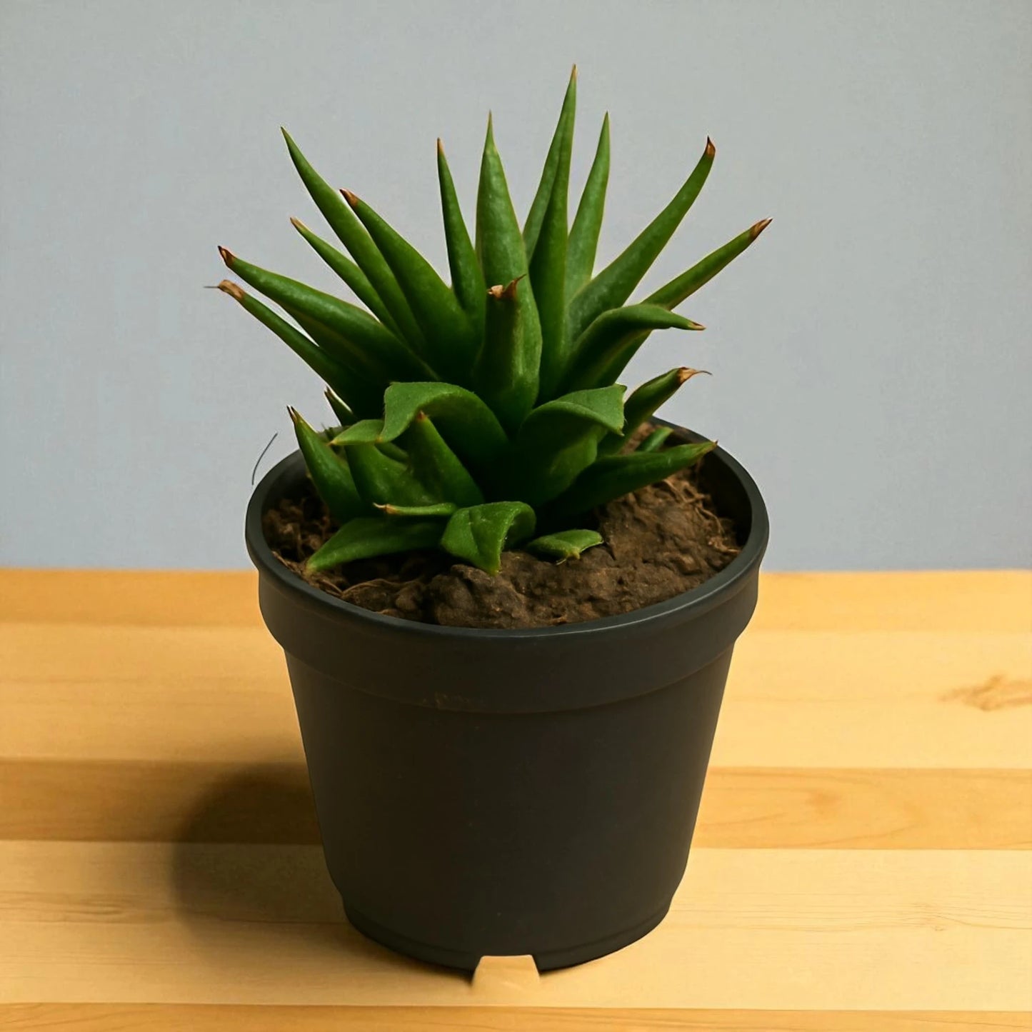 Haworthia atteunata (Bare Rooted)
