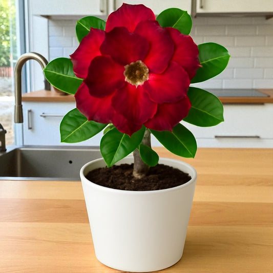 Adenium R104