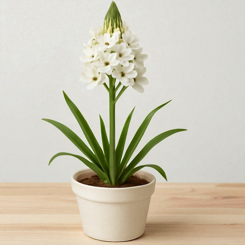 Chinchirinchi Flower Bulb