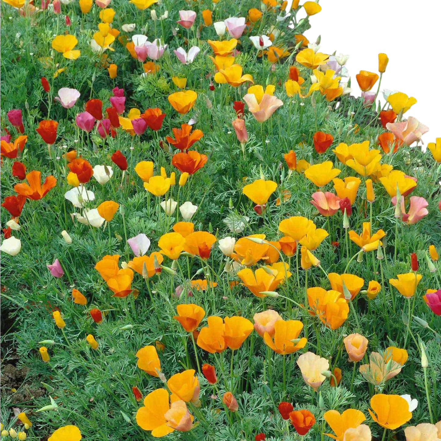 POPPY CALIFORNIA MIXED OPEN POLLINATED SEEDS (40 seeds)