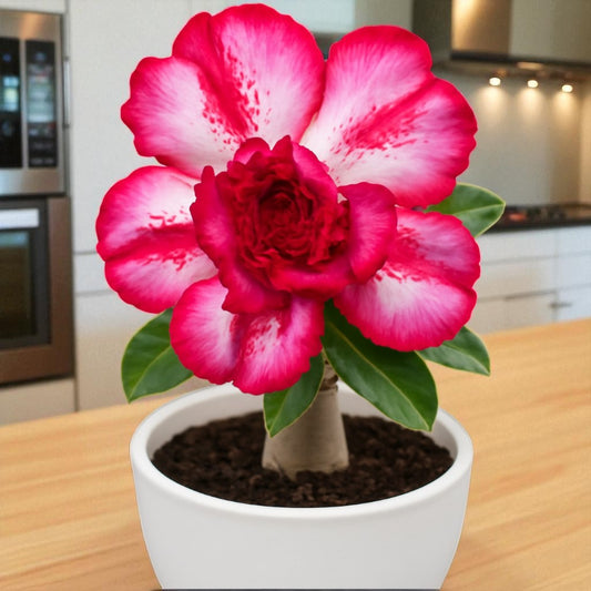 Adenium R109