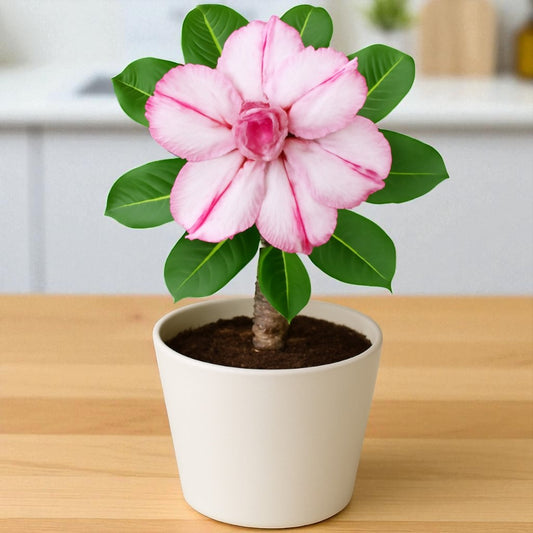Adenium R117