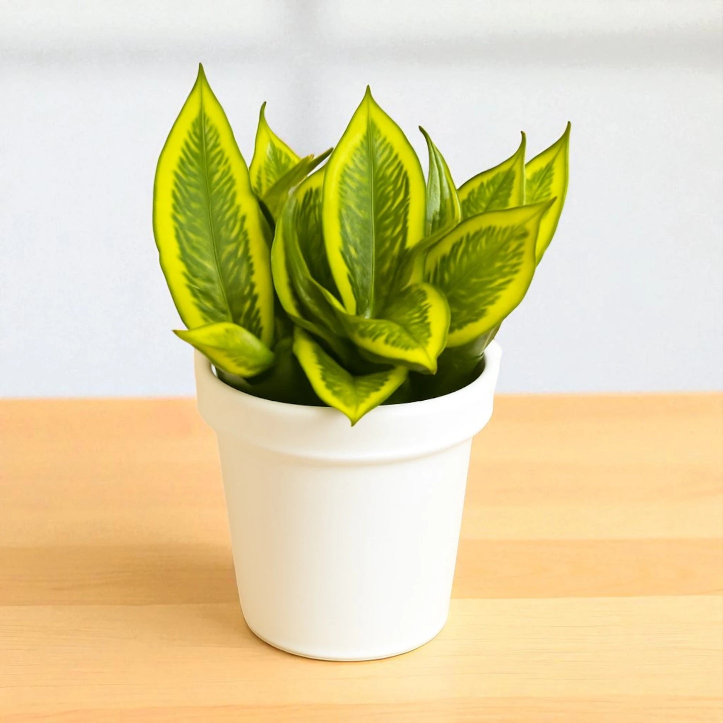 Golden Honey Snake Plant