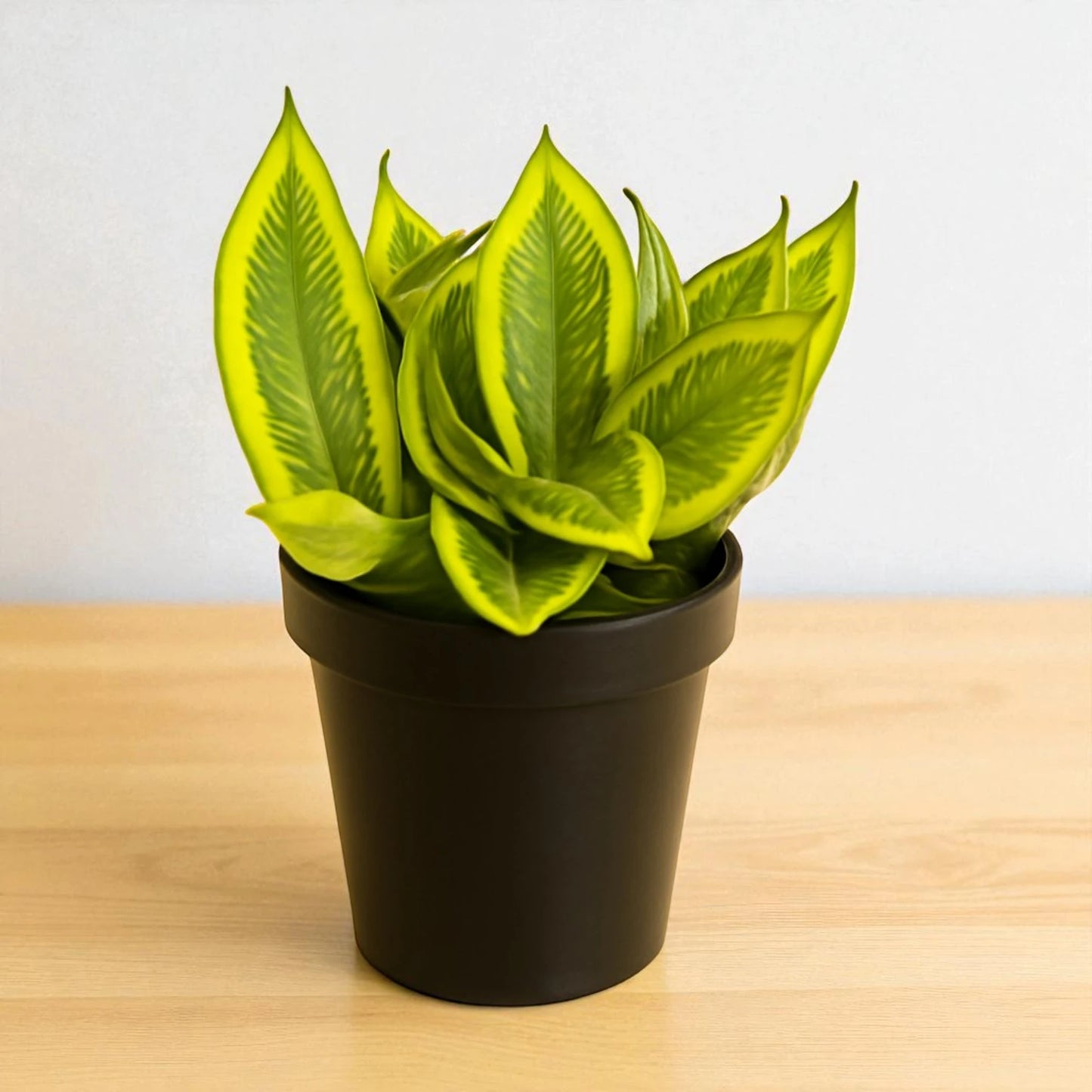 Golden Honey Snake Plant
