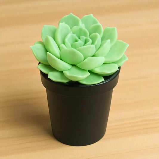 Echeveria 'Holy Gate' (Bare Rooted)