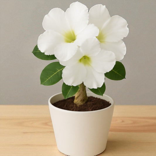 Adenium R123