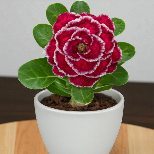 Adenium R125