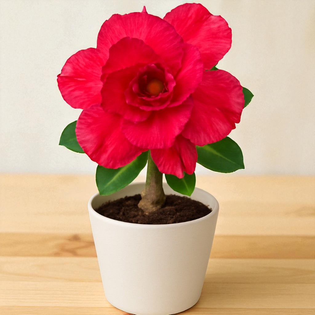 Adenium R126