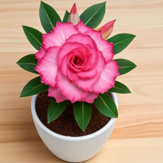 Adenium R127