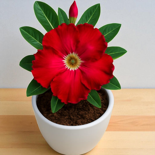 Adenium R128