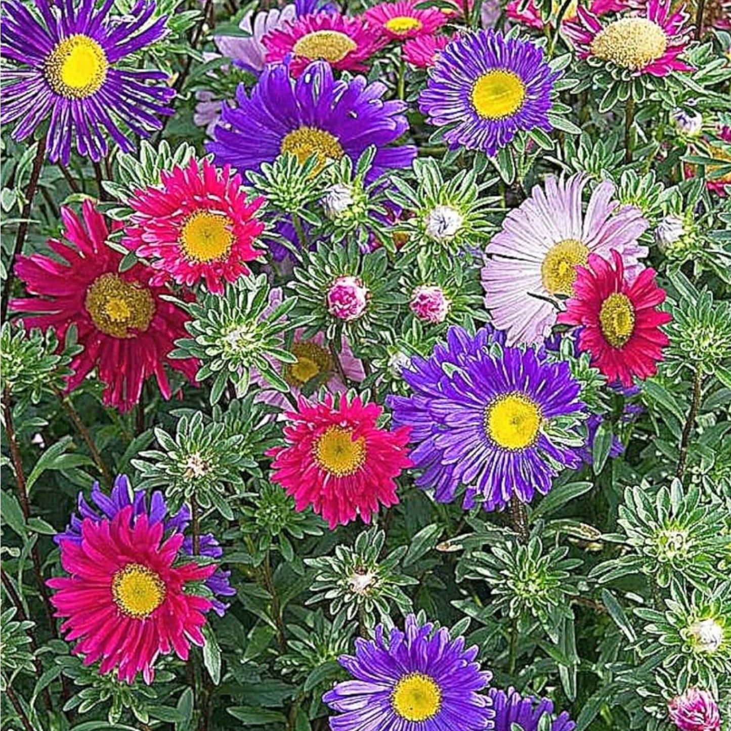 Aster mixed hybrid seeds