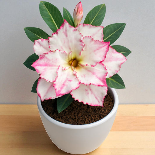 Adenium R130