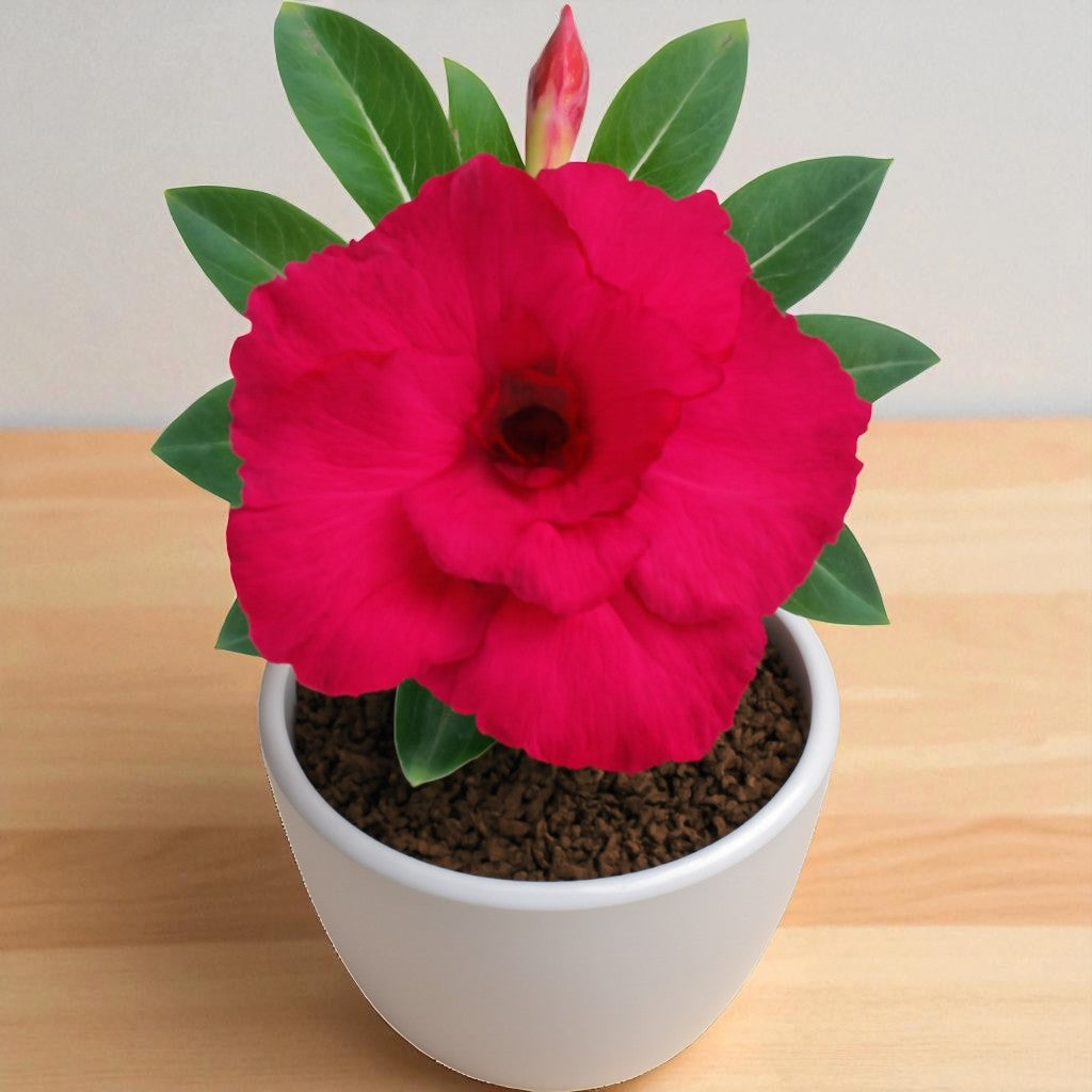 Adenium R131