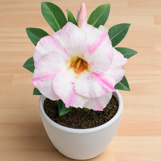 Adenium R132