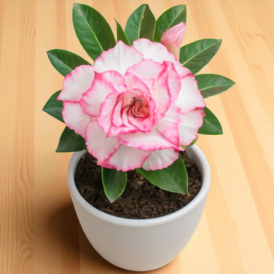Adenium R133