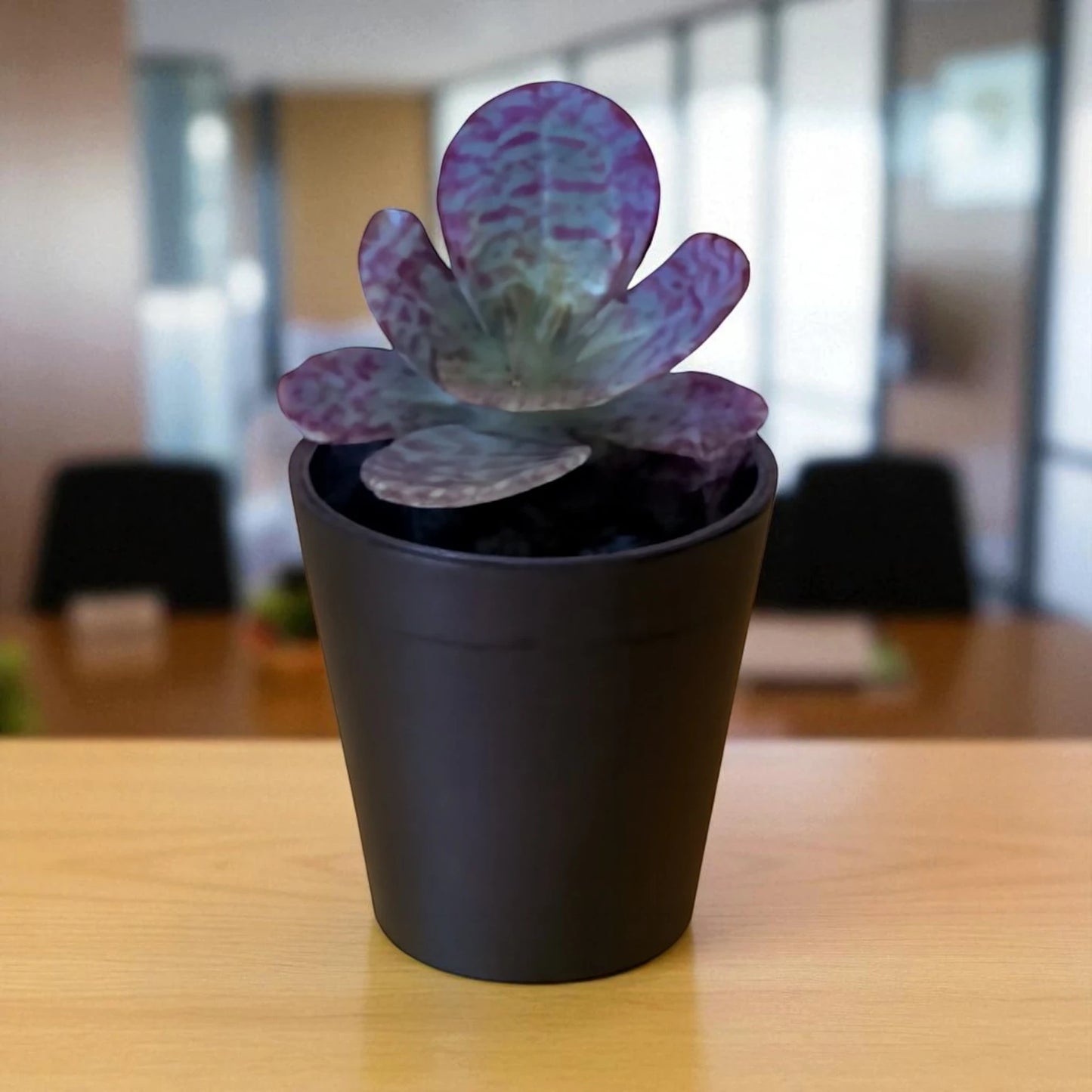 KALANCHOE HUMILIS (BARE ROOTED)