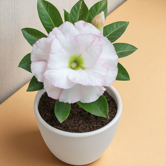 Adenium R134