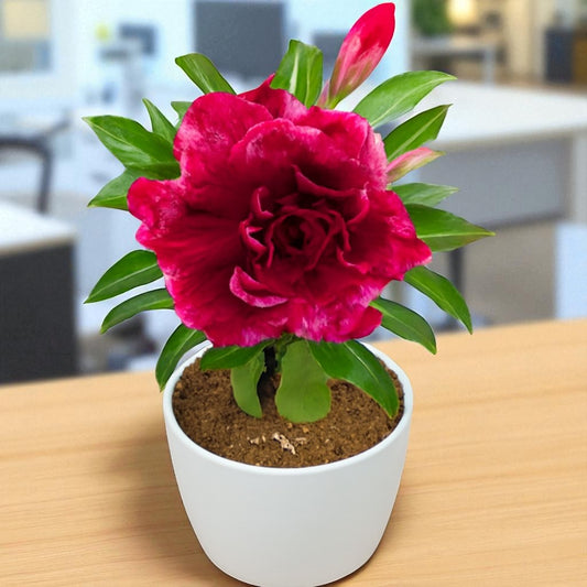 Adenium R135