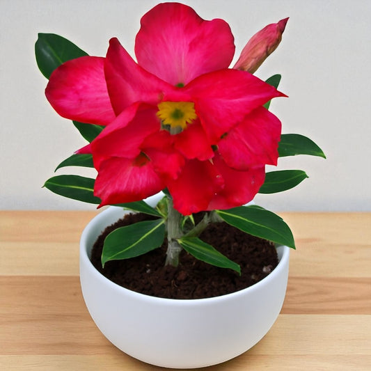 Adenium R136
