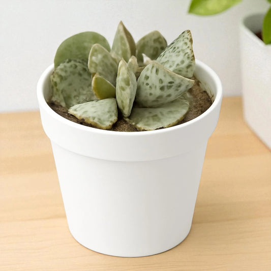 Adromischus Cooperi (Egg plant)