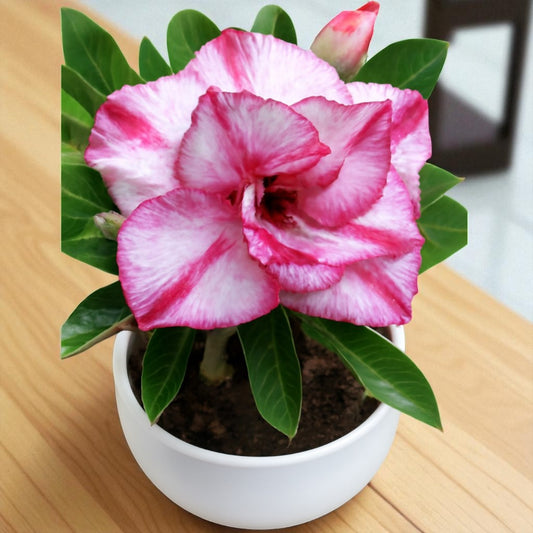 Adenium R137