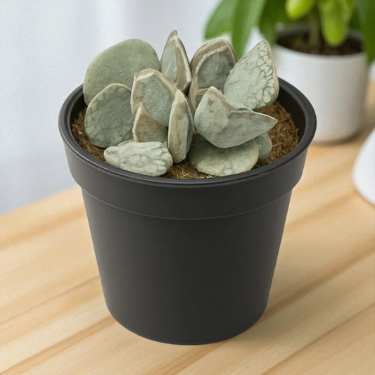 Adromischus Cooperi (Egg plant)